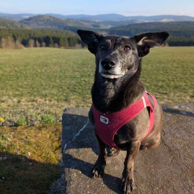 Hundetreffen-Senior Treffen für entspannte Spaziergänge-Bild