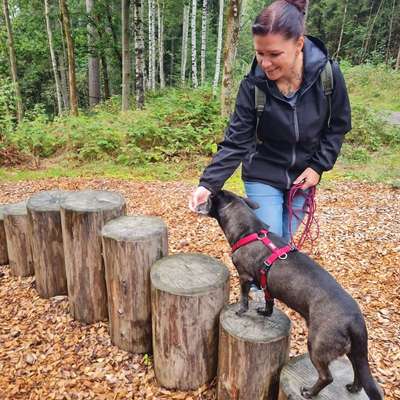 Hundetreffen-Spaziergänge mit Senioren-Bild