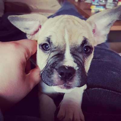 Welpen Bilder !-Beitrag-Bild