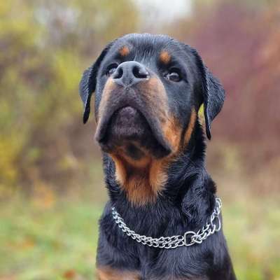 Hundetreffen-Junghunde Training/Spielstunden 🙂-Bild