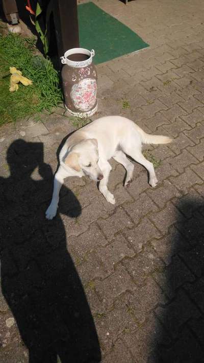 Die Dogorama-Wochen-Challenge "Die schönste Grimasse"-Beitrag-Bild