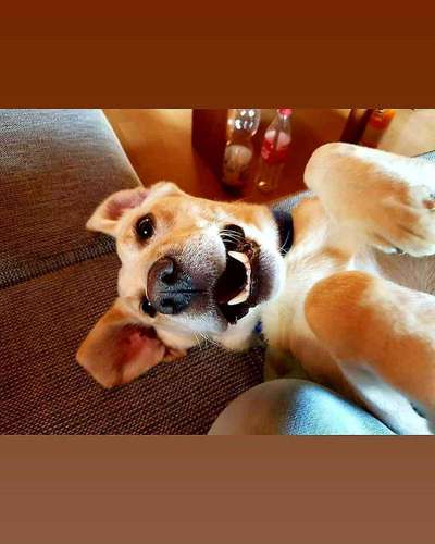 Labradorfans-Beitrag-Bild