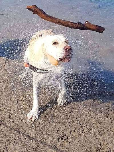 Dogorama Video Challenge: Lustige Wasser Videos-Beitrag-Bild