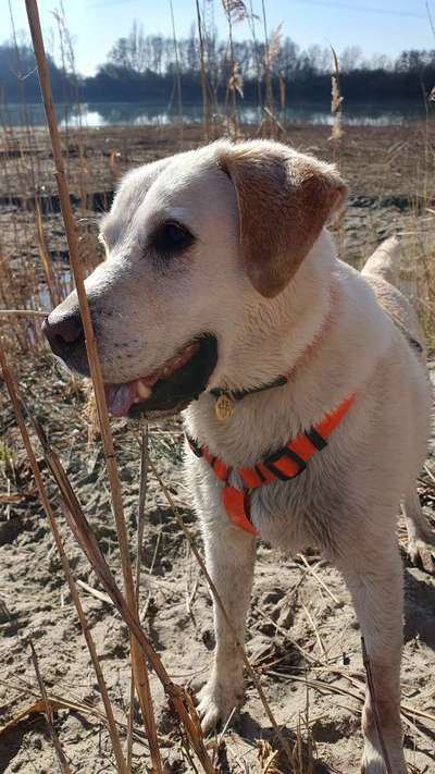 TierschutzhundeStammtisch🐕-Beitrag-Bild