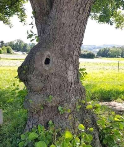 Bäume mit Gesicht-Beitrag-Bild