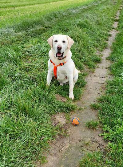 Labradorfans-Beitrag-Bild