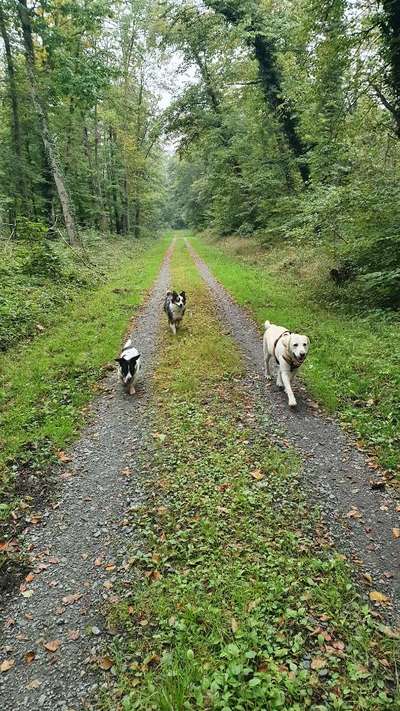 Wald Bild-Beitrag-Bild