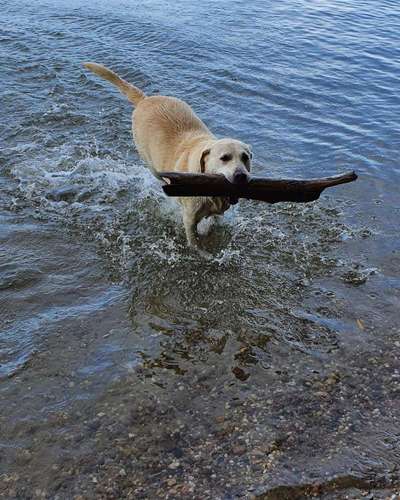 Dogorama Photo Challenge - Apportieren-Beitrag-Bild