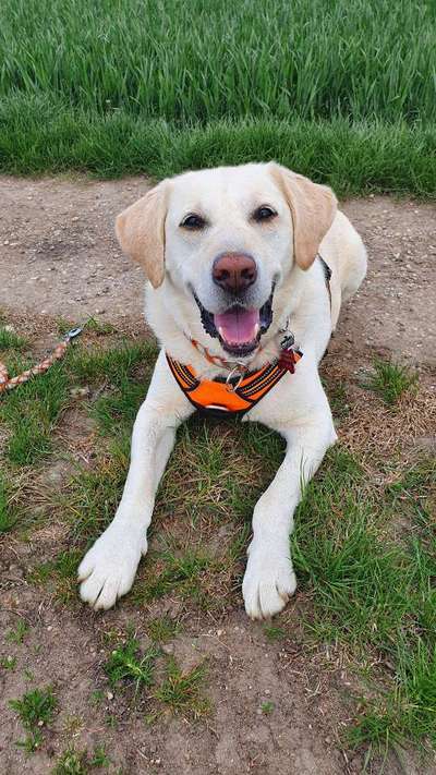 Labradorfans-Beitrag-Bild