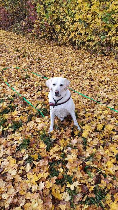 Fotochallenge Nr 55  -  Hund im November--Beitrag-Bild