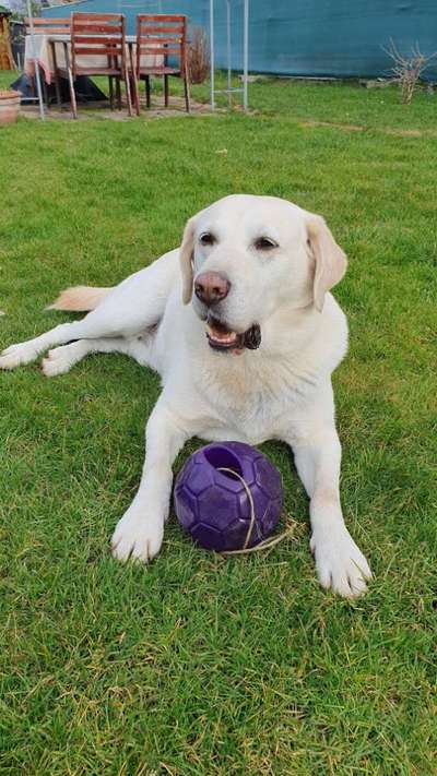 Labradorfans-Beitrag-Bild