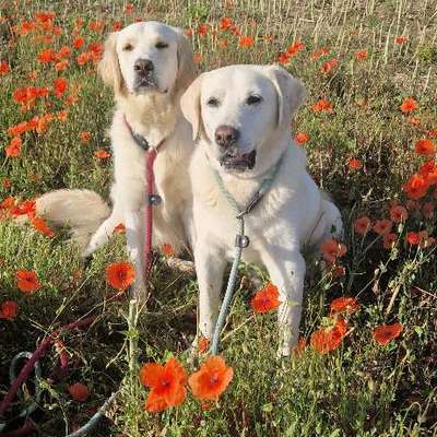 TierschutzhundeStammtisch🐕-Beitrag-Bild