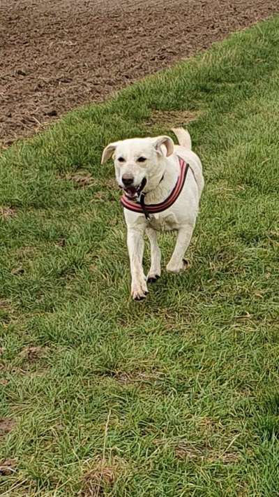 Labradorfans-Beitrag-Bild