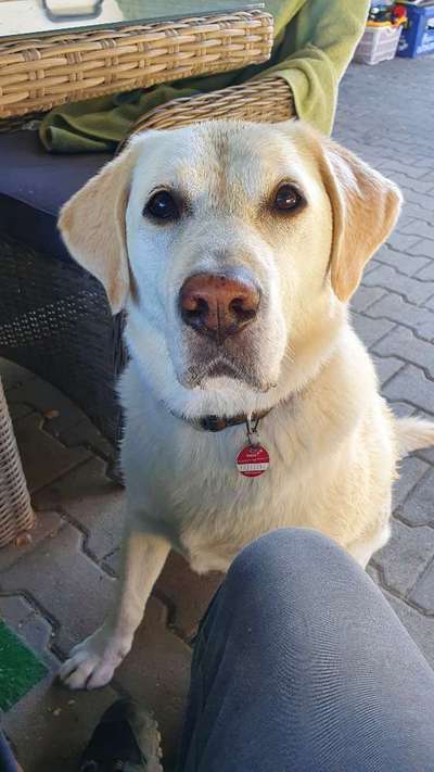 TierschutzhundeStammtisch🐕-Beitrag-Bild