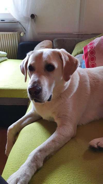 Labradorfans-Beitrag-Bild