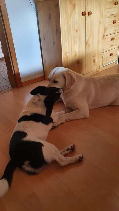 Die Dogorama Wochen Challenge-Beitrag-Bild