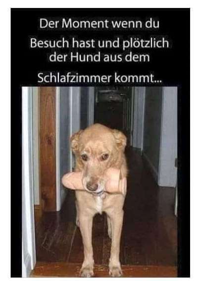 Zeigt mal die schönsten Bilder von euren Hunden !-Beitrag-Bild