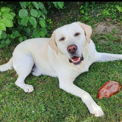 Wo sind meine Labrador Freunde-Beitrag-Bild