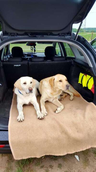 FOTOCHALLENGE 70 - Dein Hund im Auto-Beitrag-Bild