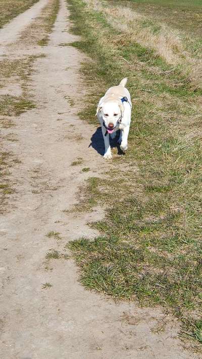 Wie heißt dein Hund?-Beitrag-Bild
