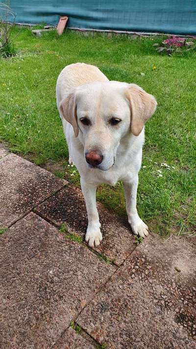 Labradorfans-Beitrag-Bild