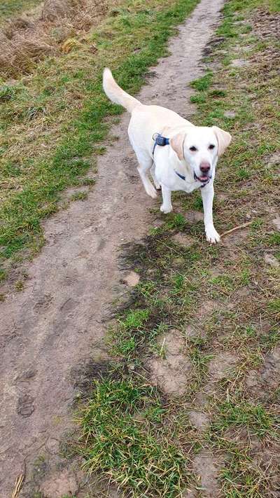 Hunderunde-Beitrag-Bild