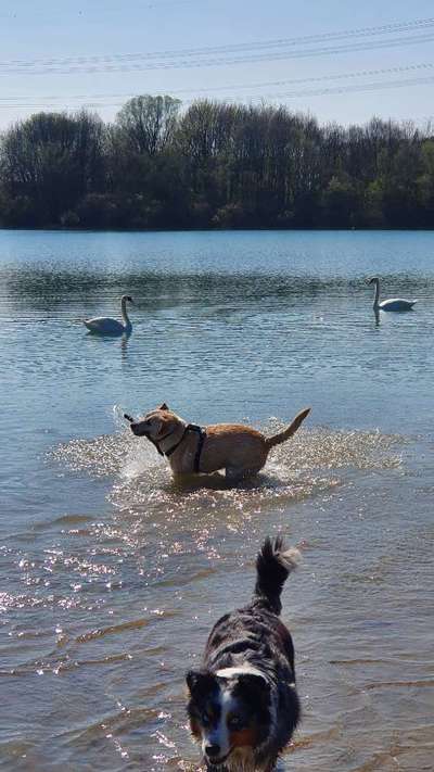 Fotosammlung: ,,Der natürliche Hund" Unbearbeitet, ungestellt und in Natura-Beitrag-Bild