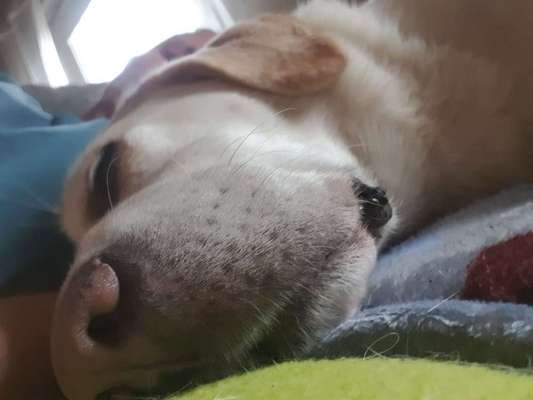 Zeigt mir die tollste Nahaufnahme von eurer Fellnase-Beitrag-Bild