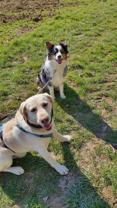 Bester Freund, Hundekumpel - zeigt her!-Beitrag-Bild