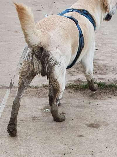 FOTOCHALLENGE 72 - Glücklicher Hund im Schmuddel-Look-Beitrag-Bild