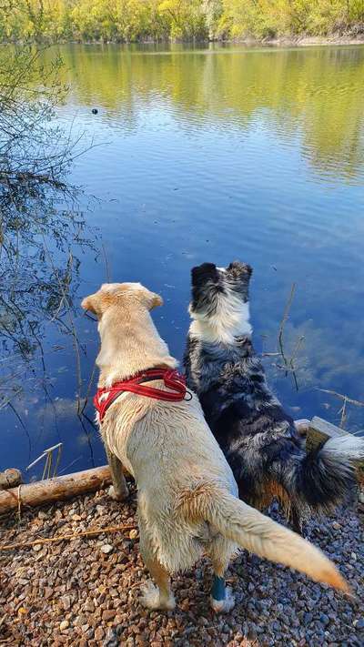 Dogorama-Monats-Challenge-Mai "Wasser"-Beitrag-Bild