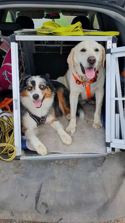 Foto Challenge Thema "Hunde im Auto"-Beitrag-Bild