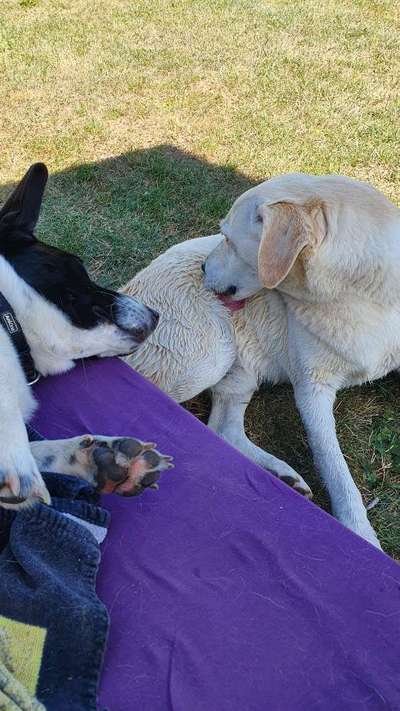 Bester Freund, Hundekumpel - zeigt her!-Beitrag-Bild