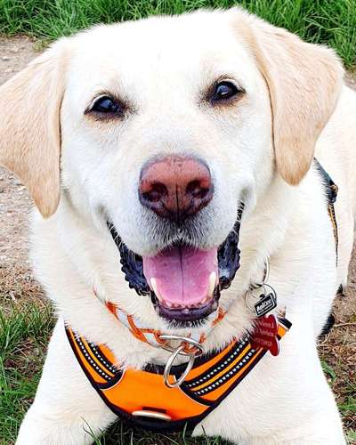 Hunde aus dem Tierschutz/Strassenhunde-Beitrag-Bild