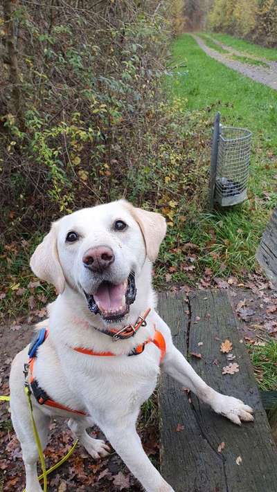 Fotosammlung: ,,Der natürliche Hund" Unbearbeitet, ungestellt und in Natura-Beitrag-Bild