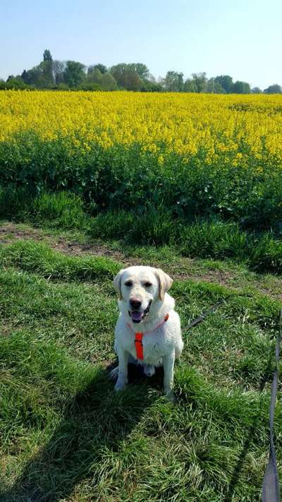 Dogorama Photo Challenge - Frühlingserwachen-Beitrag-Bild