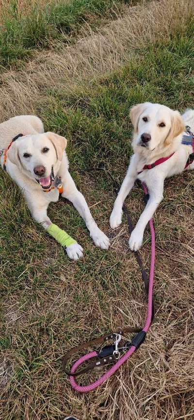 TierschutzhundeStammtisch🐕-Beitrag-Bild
