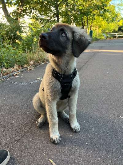 Herdenschutzhunde-Beitrag-Bild