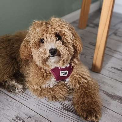 Hundetreffen-Spieletreffen oder Gassirunde-Bild