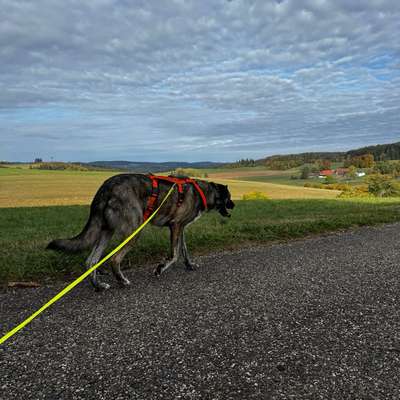 Hundetreffen-Spielfreunde gesucht-Bild
