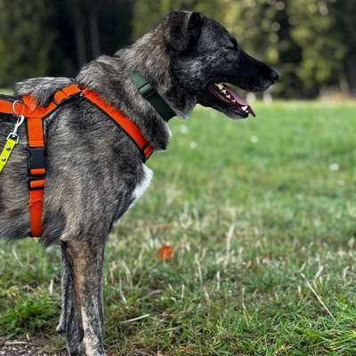 Hundetreffen-Spielfreunde gesucht-Bild