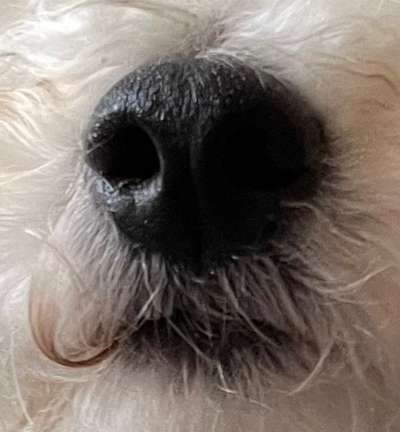 Zeigt her eure Hundenasen-Beitrag-Bild