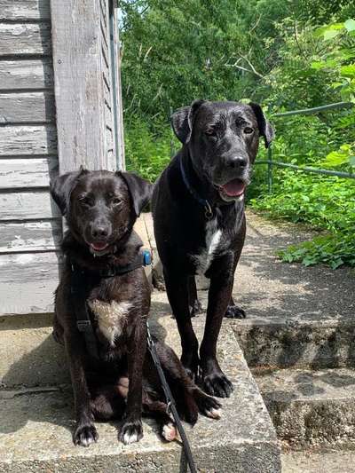 Die Dogorama Kalender Challenge 4/4-Beitrag-Bild