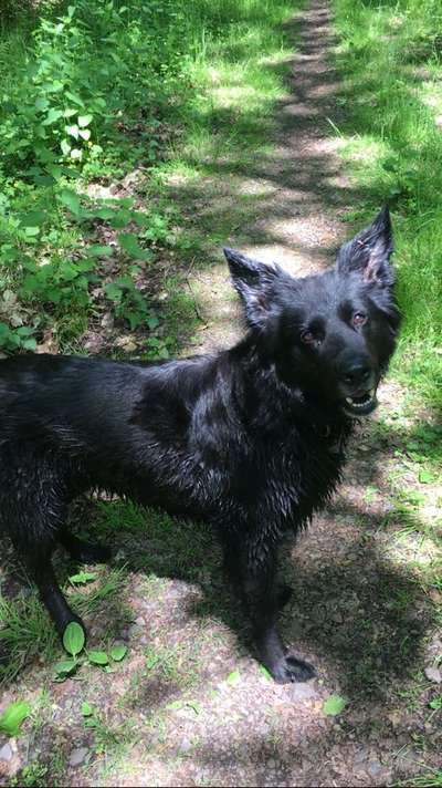 Hundetreffen-Social Walk-Bild