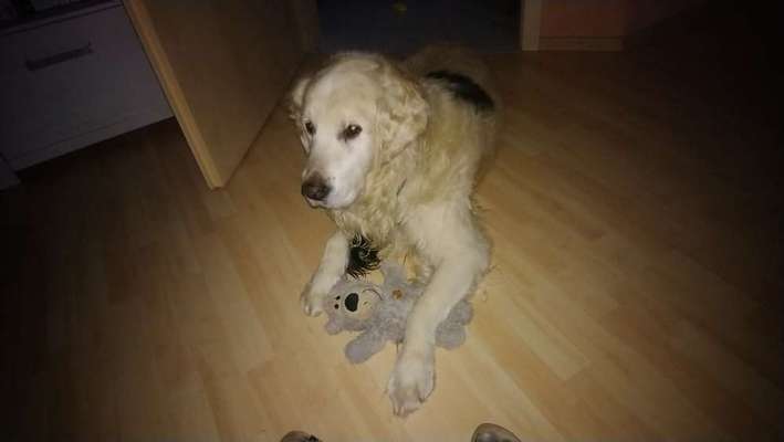 Golden Retriever-Beitrag-Bild