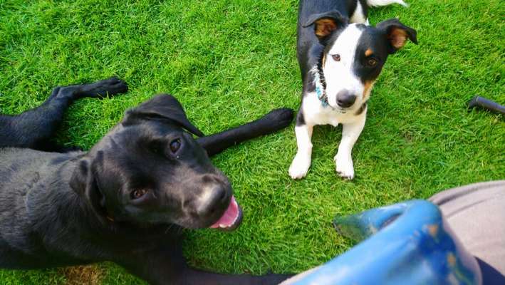 Bester Freund, Hundekumpel - zeigt her!-Beitrag-Bild