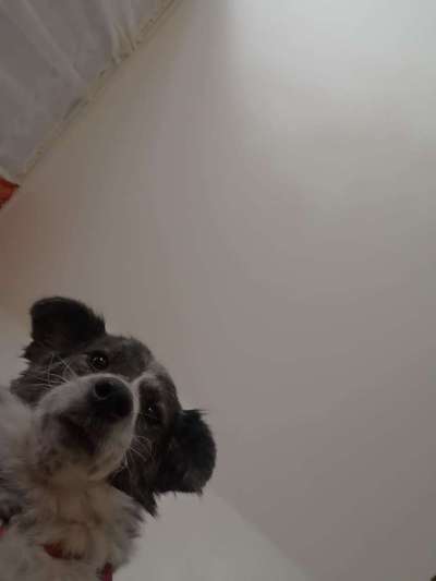 Die Dogorama Kalender Challenge Titelbild-Beitrag-Bild