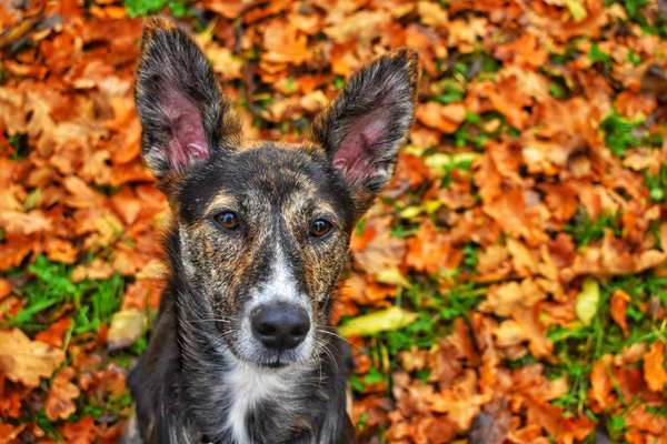 Hundetreffen-Fotoshooting-Bild