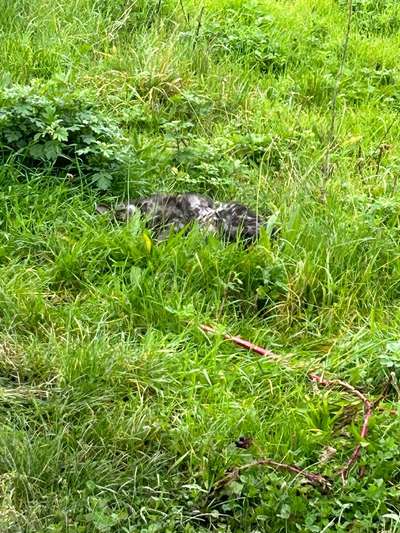 Giftköder-Tote Katze-Bild