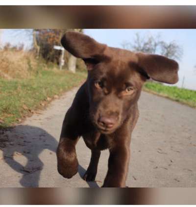 Als Welpen sind sie alle noch süßer-Beitrag-Bild